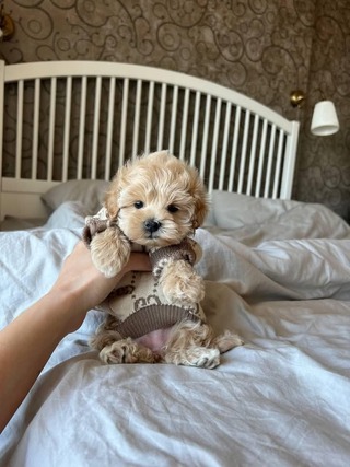 Maltipoo-Molly