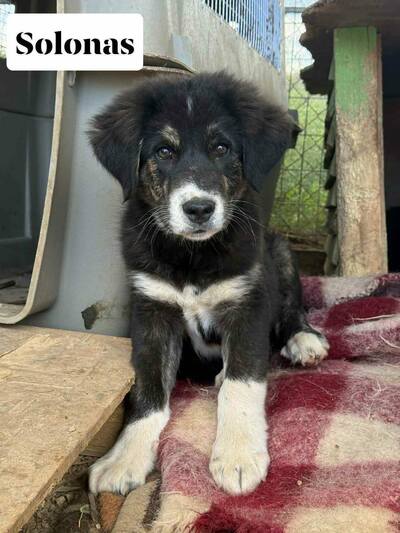 Solonas
