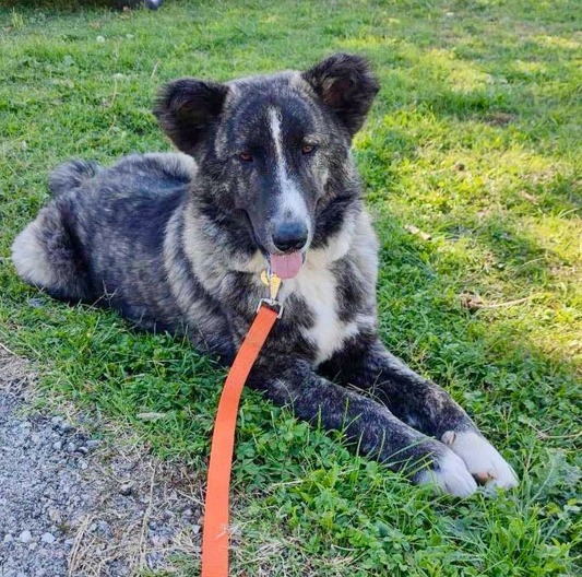 ΧάρηςΛαμπραντόρ