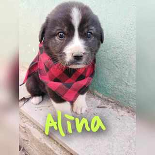 Alina