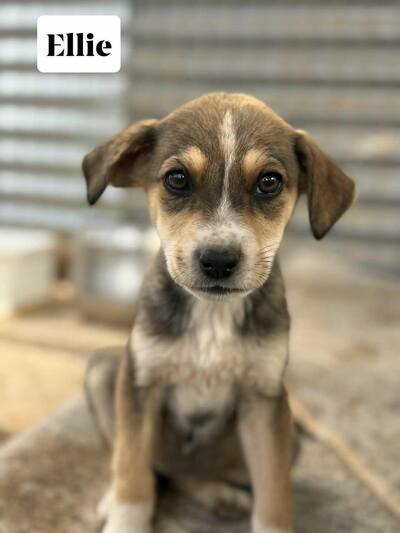 Ellie