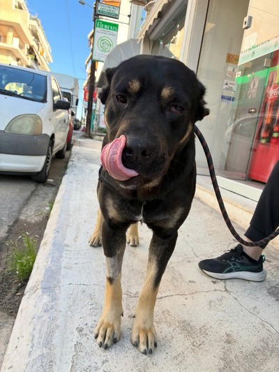 Suki