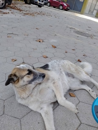 Ερμιονη