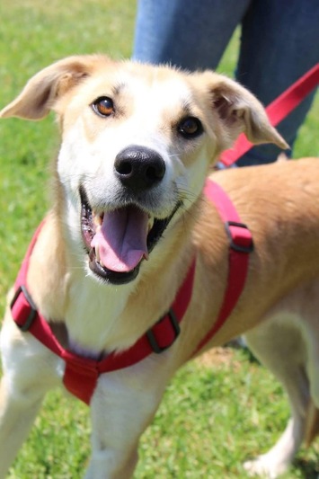 Σάντυ ή Στάχυ