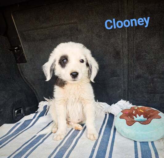 Clooney