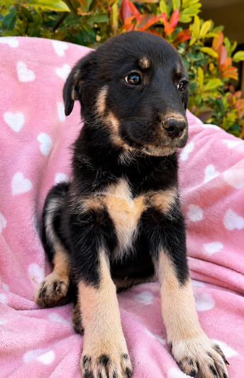 Suki