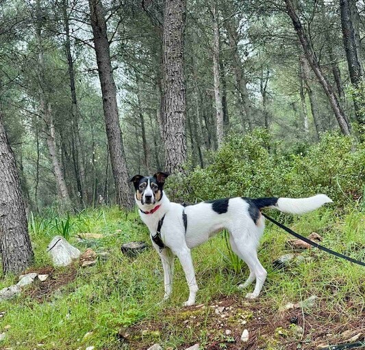 Άρια