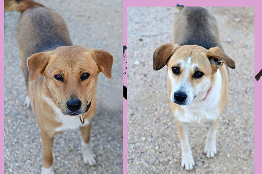 ΛΕΒΑΝΤΑ& ΝΤΑΛΙΑ