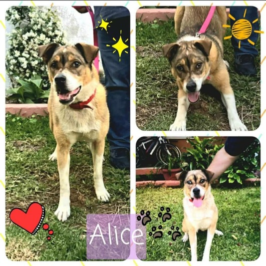 Alice