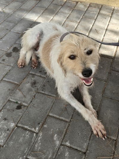 ΜΠΑΜΠΗΣ 12 ΚΙΛΑ