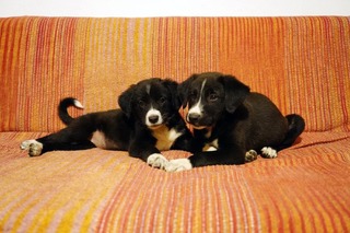 Ματ και Μάτα