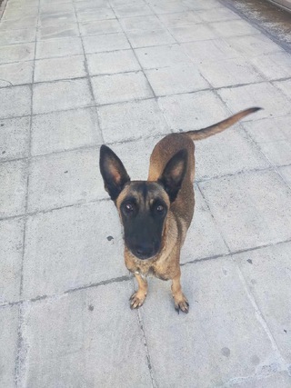 Μέλανι