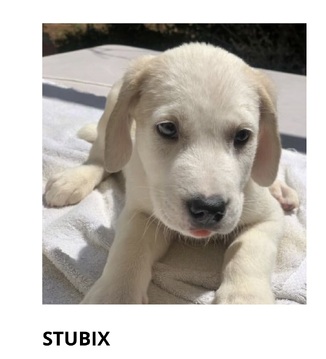Stubix