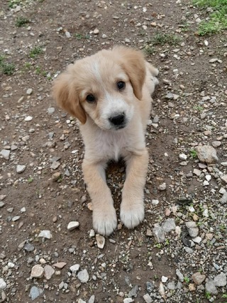 ΛΟΥΛΟΥ, 2 μηνών