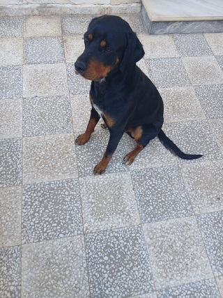 ROTΤWEILER
