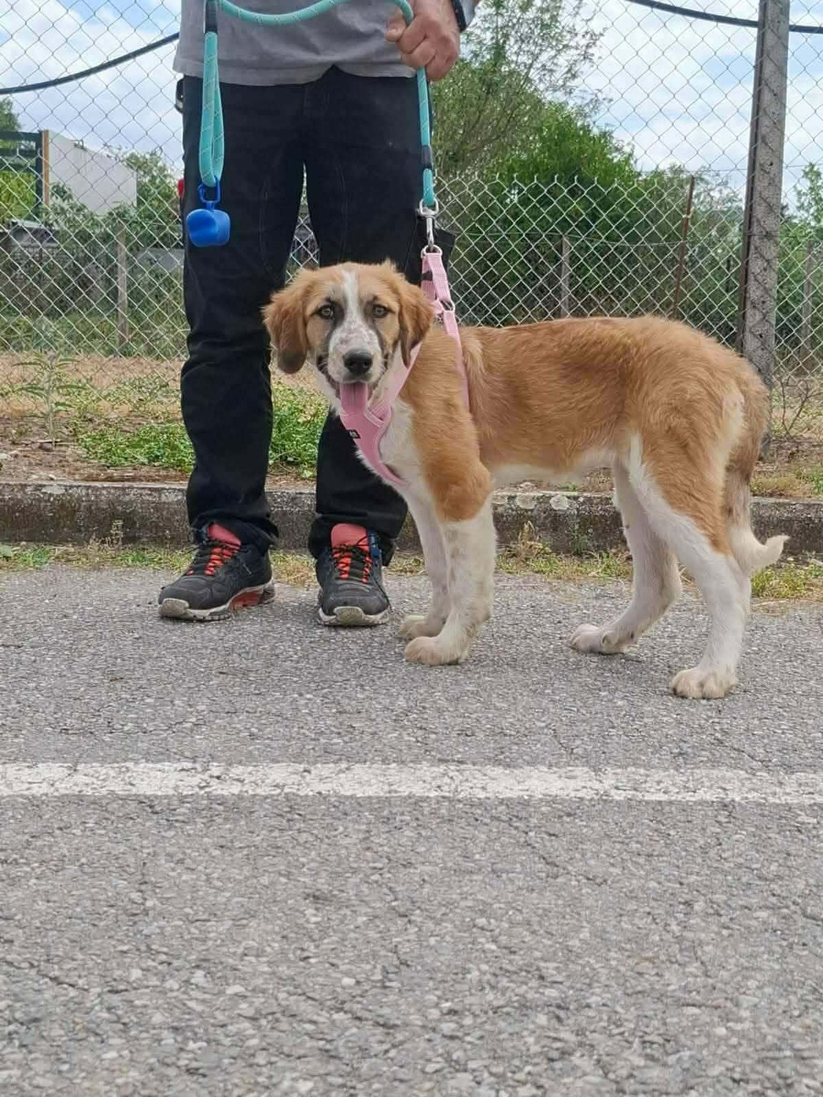 Ηλιαχτίδα