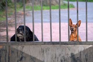 Σκύλοι φύλακες σε εξοχικά πώς επηρεάζονται από τα μέτρα καθολικής απαγόρευσης