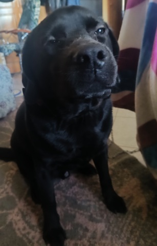 Nellie