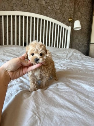Maltipoo-setty