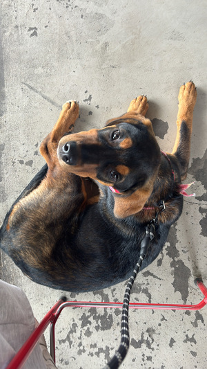 Nala