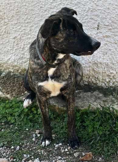Iris