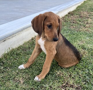 Brownie