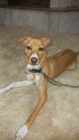 Τζακούλης...