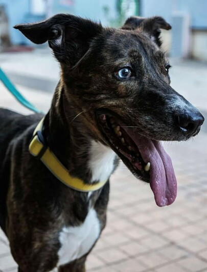 Bowie