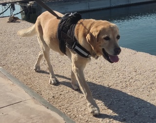 Labrador R.