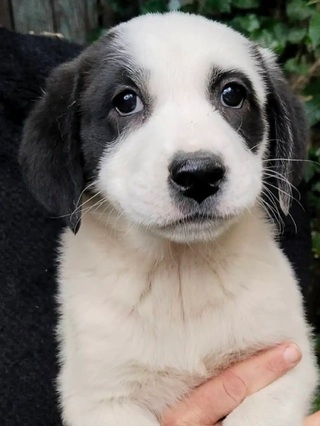 Panda!