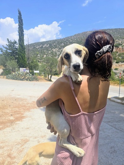 Ρακούν!