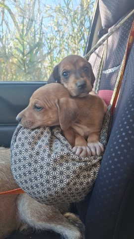 Tinos puppies