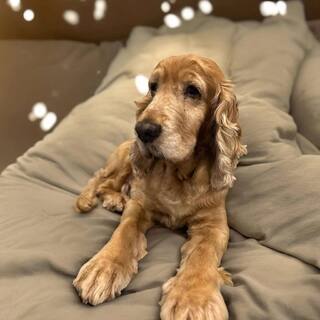 BRANDY