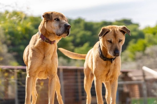 Πέγκυ κ Μαρλον