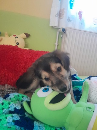 Νώντας, 3 μηνών