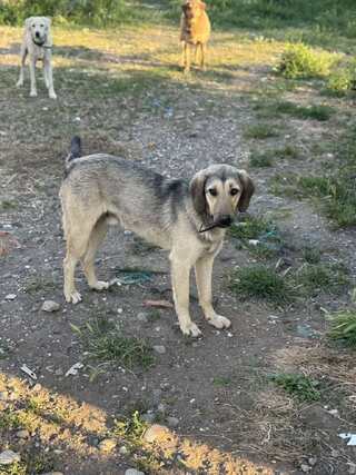 Gelert