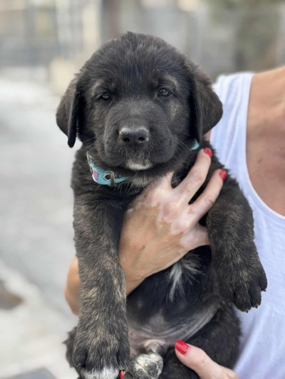 ♥️Diesel ♥️