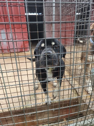 Ο Μαυρουλης