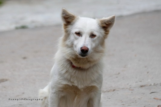 DINA