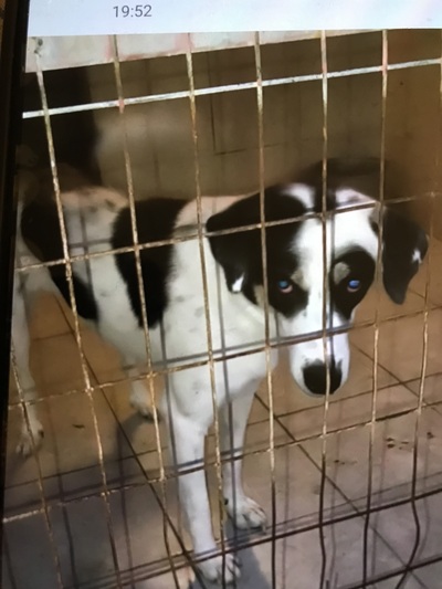 Μαιρα 2 ετών