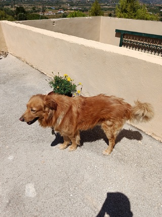 Prince 5 ετών