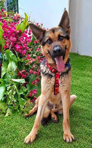 Hugo