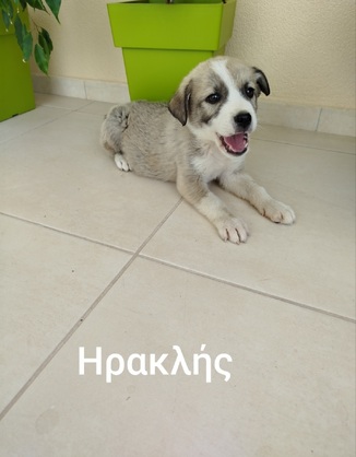 Ηρακλής