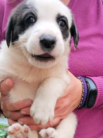 Panda!