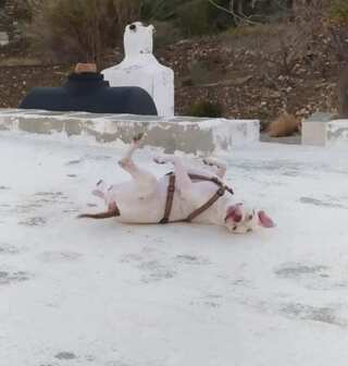 Μπελουγκινι