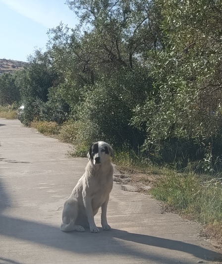 ΔΑΝΗΣ