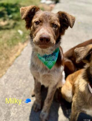 Milky