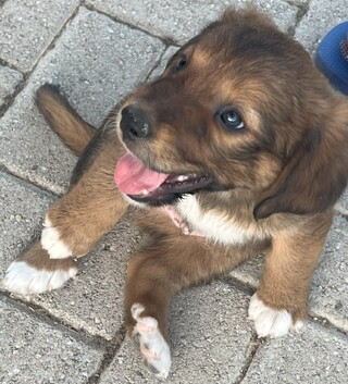 Pooper