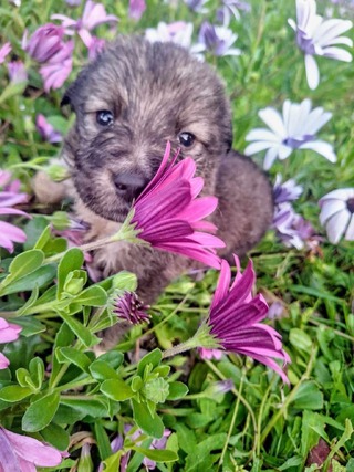 Fiore