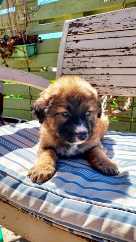 Teddy